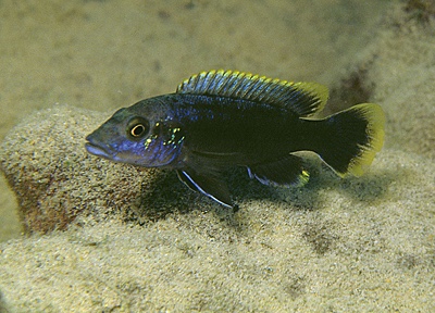Melanochromis mpoto 'Katale Island'
